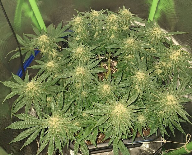 Growreport Bild 12