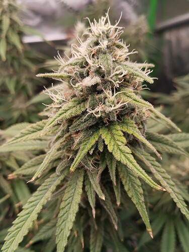 Growreport Bild 16