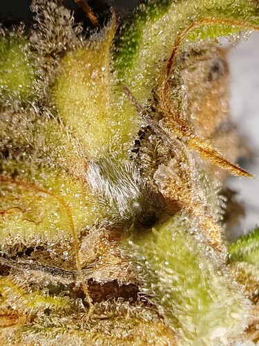 Growreport Bild 40