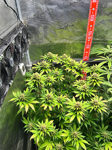 Eine blühende Cannabispflanze in einem Growzelt mit einem vertikalen Messstab an der Seite.