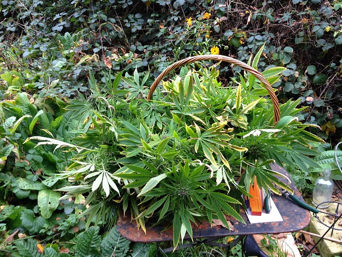 Grow25_1014b_4