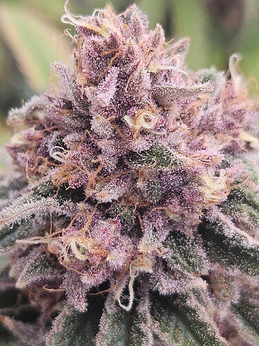 Growreport Bild 4