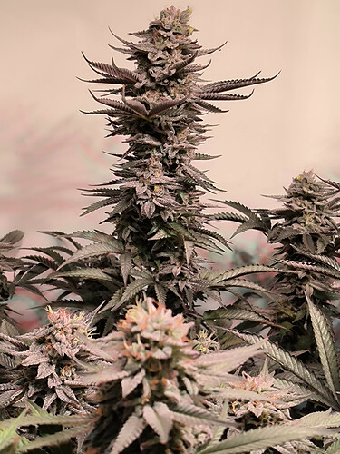 Growreport Bild 11