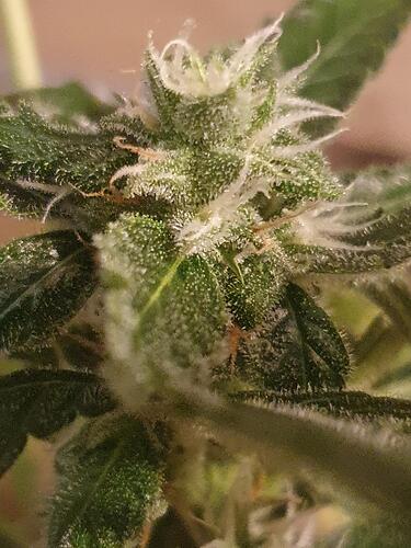 Cana 61Tage  04 BT28