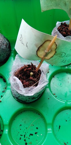 17429720093112415115528888806228