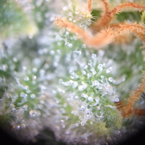 Growreport Bild 17