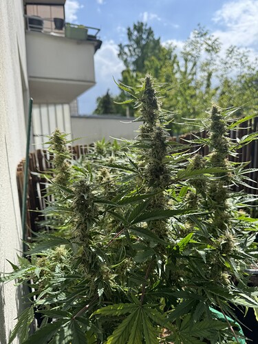Growreport Bild 5