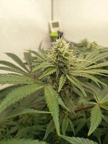 Growreport Bild 16