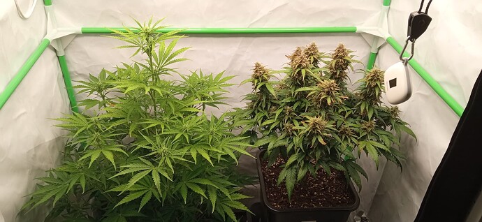 Growreport Bild 5