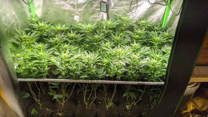 Growreport Bild 1