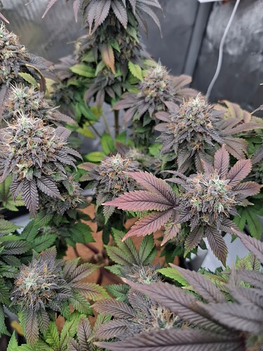 Growreport Bild 9