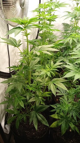 Growreport Bild 8