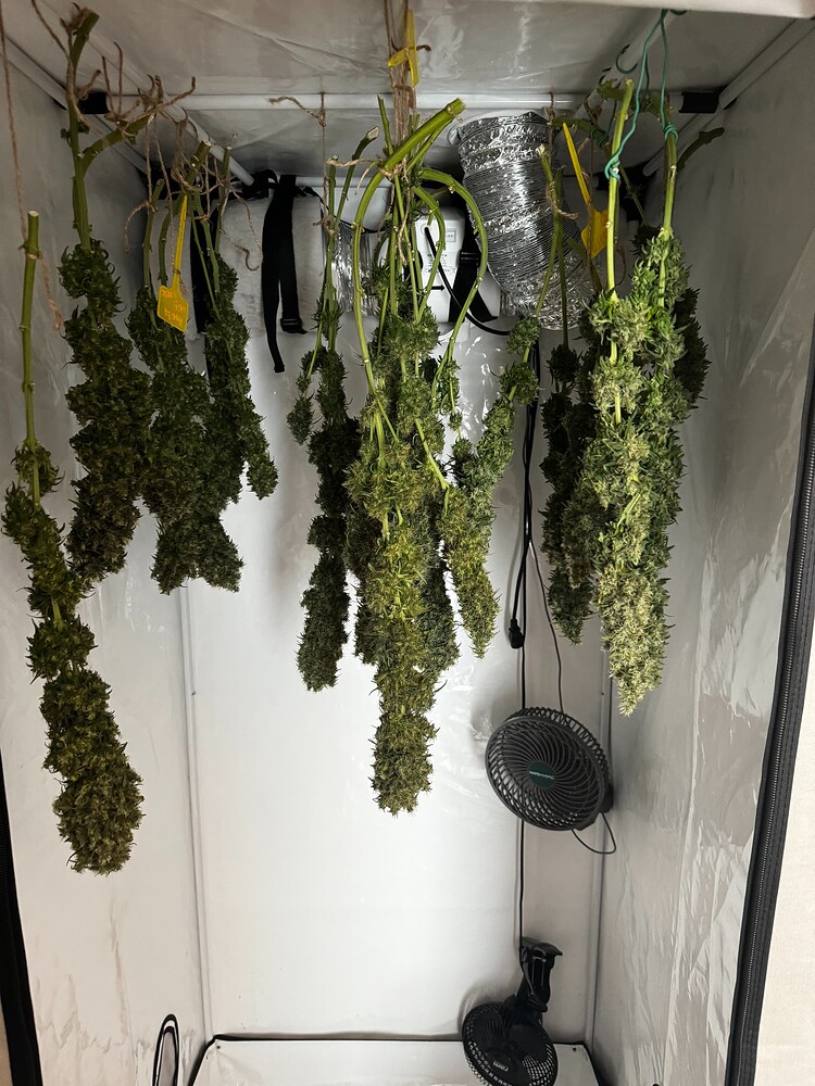 Erster Grow - White Cheese and Silver Haze