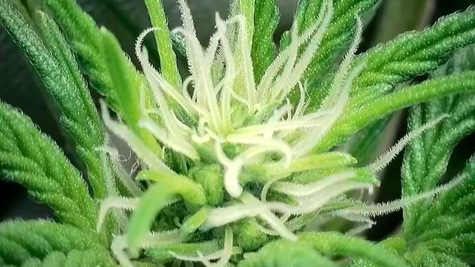 Growreport Bild 3