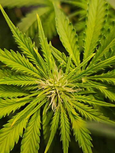 Growreport Bild 44