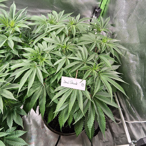 20260315_Skunk1  (1)