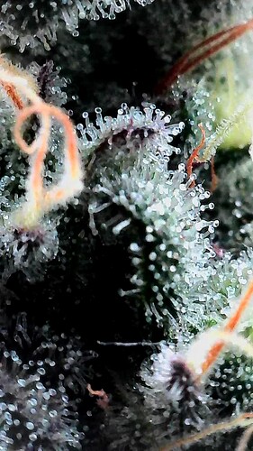 Growreport Bild 14
