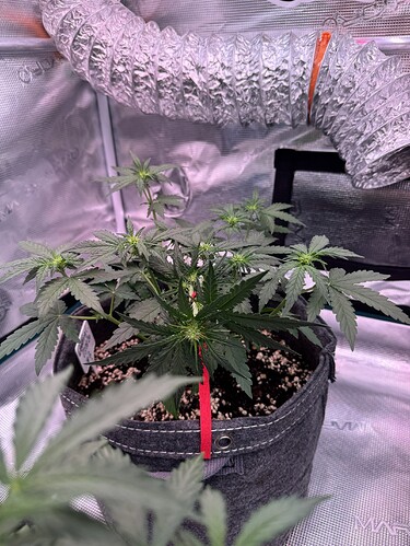 Growreport Bild 13