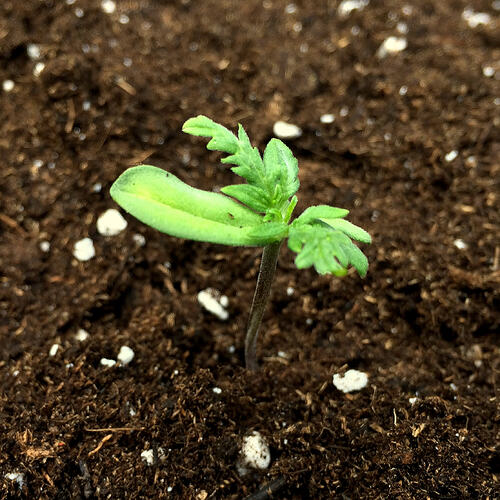Grow26071305