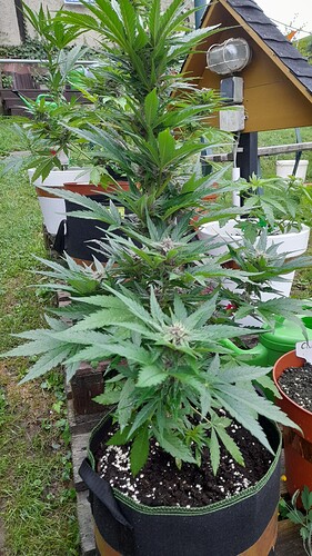 Growreport Bild 1