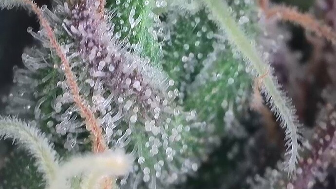 Growreport Bild 28