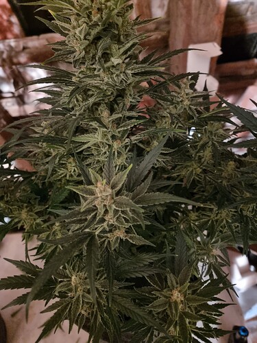 Growreport Bild 6