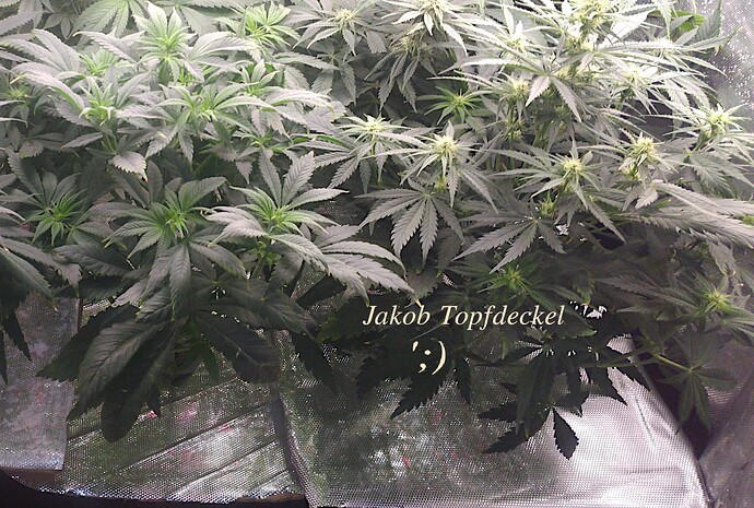 Jakob_Topfdeckel_Blüte_2025_d
