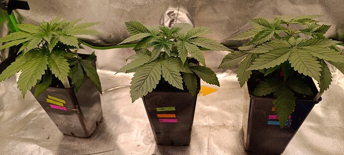 Growreport Bild 5