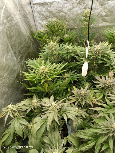 Growreport Bild 5