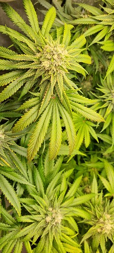 Growreport Bild 26