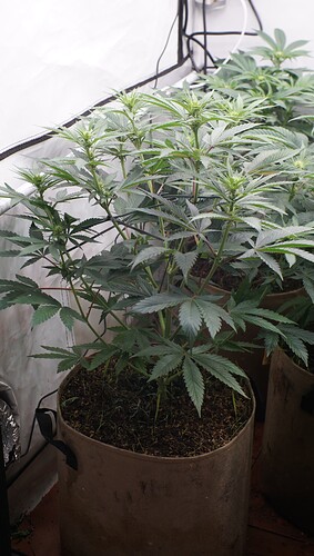 Growreport Bild 2