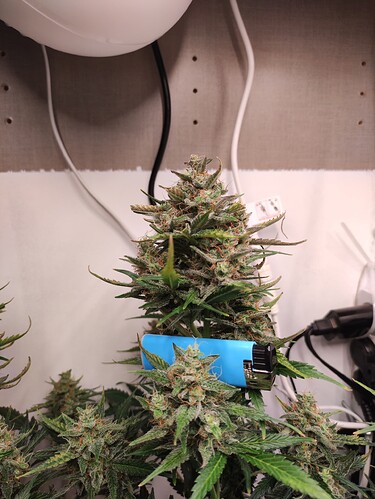 Growreport Bild 34