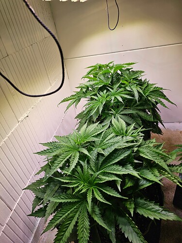 Growreport Bild 5
