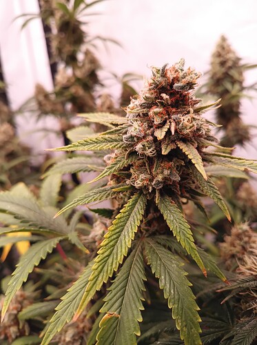 Growreport Bild 18