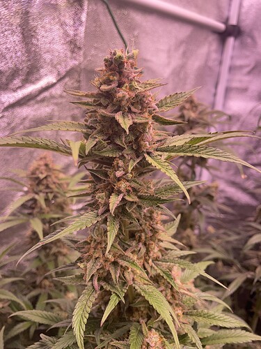Growreport Bild 37