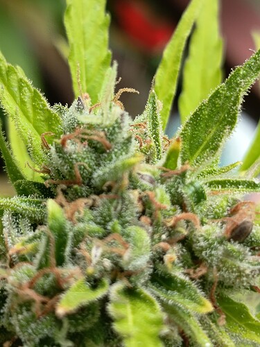 Growreport Bild 6