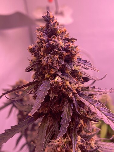 Growreport Bild 13