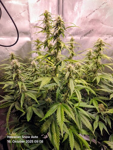 Growreport Bild 1