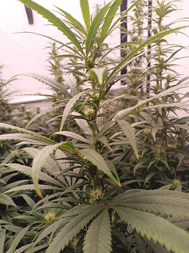 Growreport Bild 8