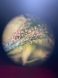 IMG_6447