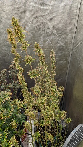 Growreport Bild 8