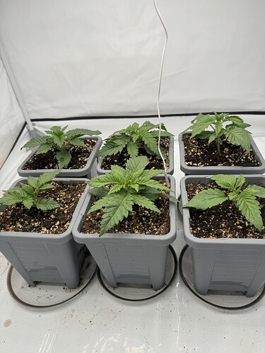 Growreport Bild 1