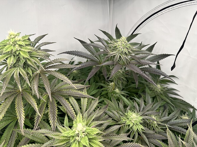 Growreport Bild 33