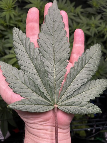 Growreport Bild 3