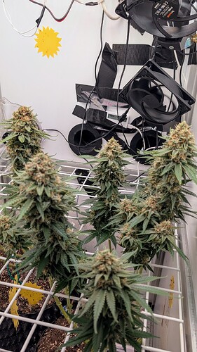 Growreport Bild 1