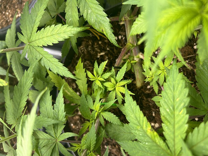 Growreport Bild 4