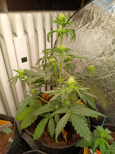 Growreport Bild 2
