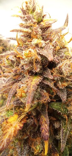Growreport Bild 2