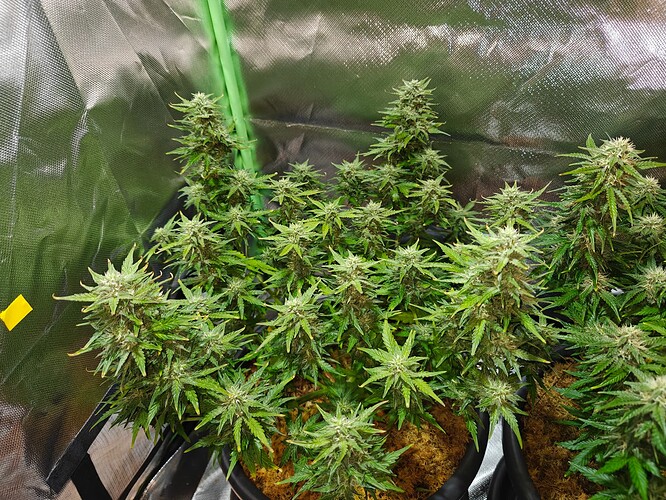 Growreport Bild 2