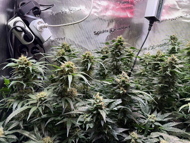 Growreport Bild 58